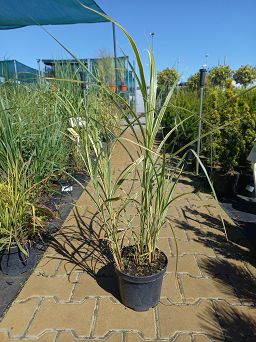 Miscanthus Sinensis 'Variegatus' - Miskant Chiński - C3