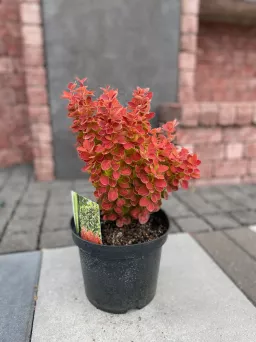 Berberis Thunbergii 'Orange Ice' - Berberys Thunberga - C3