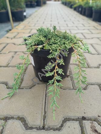 Juniperus Horizontalis 'Pancake' - Jałowiec Płożący - C3