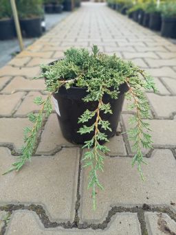 Juniperus Horizontalis 'Pancake' - Jałowiec Płożący - C3