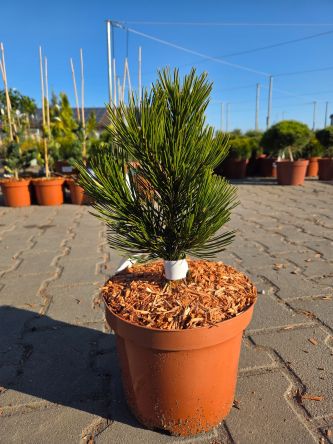 Pinus Leucodermis Little Dracula - sosna bośniacka Little Dracula C5