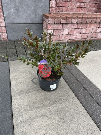 Azalea Japonica 'Fridoline' - Azalia Japońska - C2,5