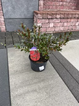 Azalea Japonica 'Fridoline' - Azalia Japońska - C2,5