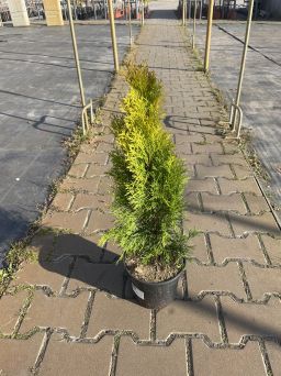 Thuja Occidentalis 'Janed Gold' - Żywotnik Zachodni - C3