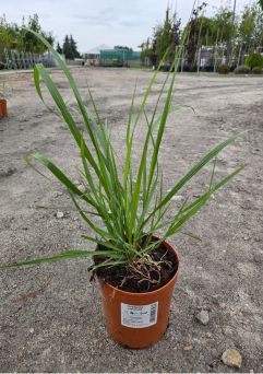 Pennisetum Alopecuroides 'Black Beauty' - Rozplenica Japońska - C2