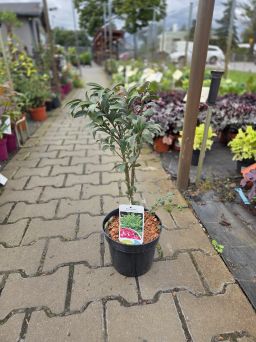 Euonymus Alatus 'Compactus' - Trzmielina Oskrzydlona - C2/C3