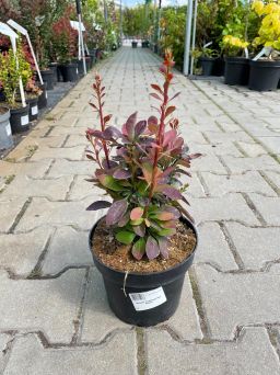 Berberis Thunbergii 'Red Rocket' - Berberys Thunberga - C2