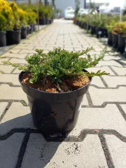 Juniperus Horizontalis 'Prince Of Wales' - Jałowiec płożący ' - C3