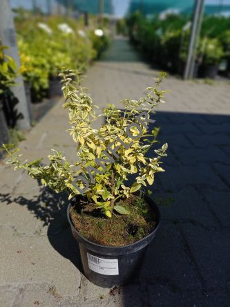 Euonymus Fortunea 'Emerald Gold' - Trzmielina Fortune'a - C2