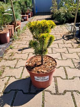 Pinus Mugo ‘Carsten Wintergold’ – Sosna Górska – C5