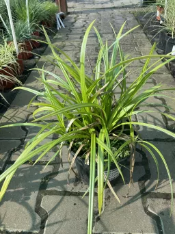 Carex Morrowii 'Irish Green' - Turzyca Morrowa - C3