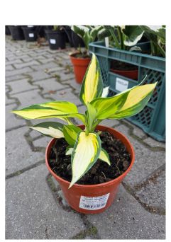 Hosta 'Color Festival' - Funkia - C1,5