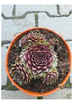 Sempervivum Hybridum 'Lacerta' - Rojnik ogrodowy - P14