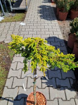 Juniperus Communis Lemon Carpet - Jałowiec posp. szczepiony FP60/80 - C5