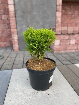 Thuja Occidentalis 'Danica' - Żywotnik Zachodni - C3