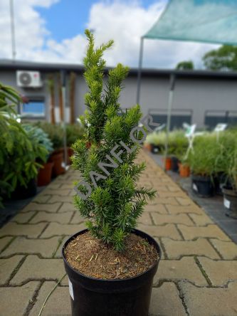 Taxus Media 'Hicksii' - Cis Pośredni - C5