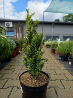 Taxus Media 'Hicksii' - Cis Pośredni - C5