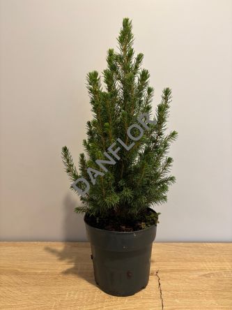 Picea Glauca 'Conica' - Świerk - P15