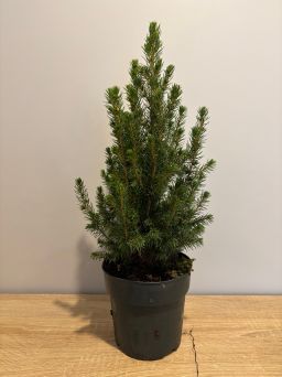 Picea Glauca 'Conica' - Świerk - P15