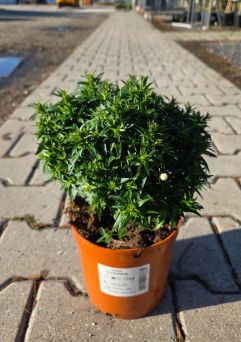 Aster Dumosus 'Alpha White' - Aster Krzaczasty - C2