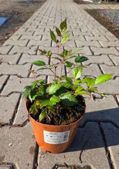 Astilbe Arendsii 'Fanal' - Tawułka Arendsa - C2