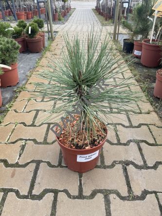 Pinus Jeffreya 'Joppi' - Sosna Jerffreya - C5