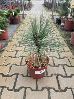 Pinus Jeffreya 'Joppi' - Sosna Jerffreya - C5