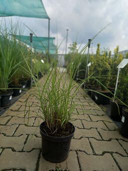 Miscanthus Sinensis 'Flamingo' - Miskant Chiński - C3