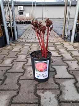 Piwonia Chińska 'Coral Charm' - Paeonia Lactiflora - C3HL