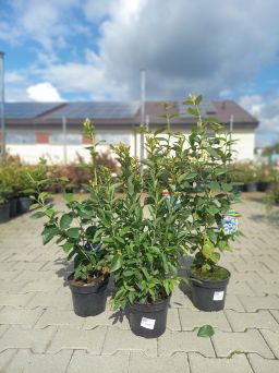 Vaccinium Corymbosum 'Pink Lemonade' - Borówka Amerykańska - C3