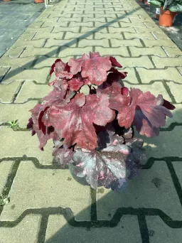 Heuchera 'Galaxy' - Żurawka - C2