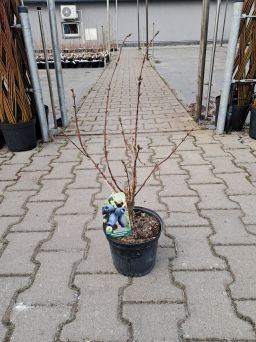 Jagoda Kamczacka 'Czelabinka' - Lonicera Kamtchatica - C2/C3