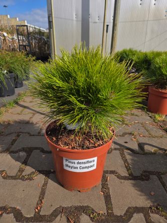 Pinus densiflora Meylan Compact - sosna japońska C5