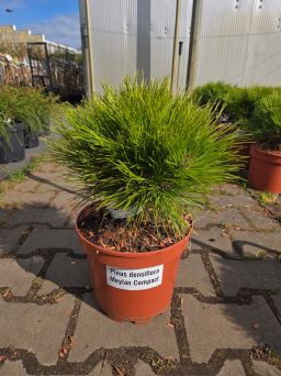 Pinus densiflora Meylan Compact - sosna japońska C5