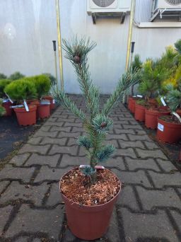 Pinus Parviflora Negishi - sosna drobnokwiatowa C4