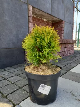 Thuja Occidentalis 'Mirjam' - Żywotnik Zachodni - C3