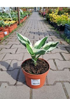 Hosta 'Patriot' - Funkia - C2