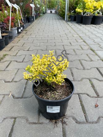 Berberis Thunbergii 'Golden Zwerg' - Berberys Thunberga - C2