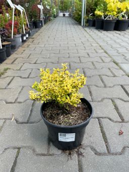 Berberis Thunbergii 'Golden Zwerg' - Berberys Thunberga - C2