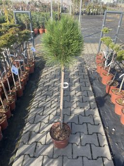 Pinus Nigra 'Summer Breeze' - Sosna Czarna - Forma Pienna 90cm