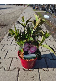 Hydrangea Serrata ‘Daredevil’ – Hortensja Piłkowana – C4