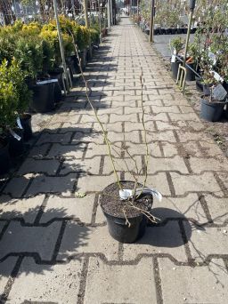Vaccinium Corymbosum 'Elisabeth' - Borówka Amerykańska - C2/C3