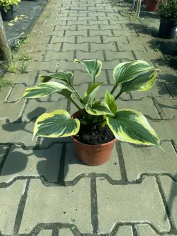 Hosta 'Twilight' - Funkia - C2