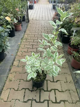 Cornus Alba 'Elegantisima' - Dereń Biały - C5