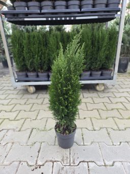 Chamaecyparis Lawson 'Elwoodii ' - Cyprysik - P15