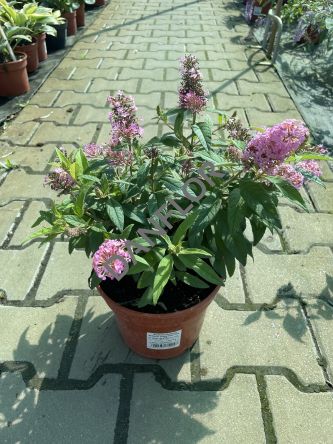 Budleja Davidii 'Butterfly Candy Little Pink' - Budleja Dawida - C3