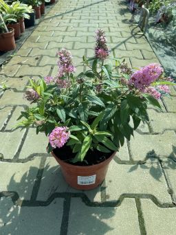 Budleja Davidii 'Butterfly Candy Little Pink' - Budleja Dawida - C3