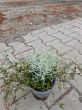 Kompozycja roślinna Calocephalus i Muehlenbeckia – P13 - 2