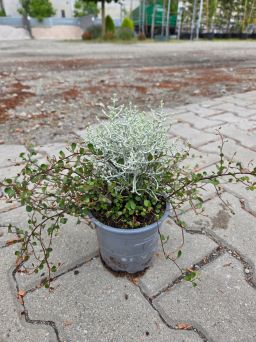Kompozycja roślinna Calocephalus i Muehlenbeckia – P13