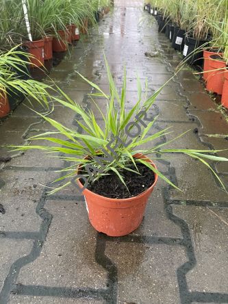 Hakonechloa Macra 'Greenhills' - Hakonechloa Smukła - C1,5